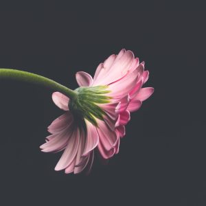 Sweetheart’s Dream